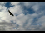 1.4M Eagle-II Includes Motor, ESC, 4 servos