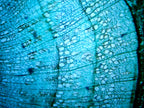 Digital Microscope Imager HD 5MP