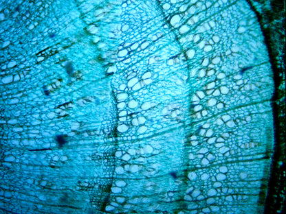 Digital Microscope Imager HD 5MP