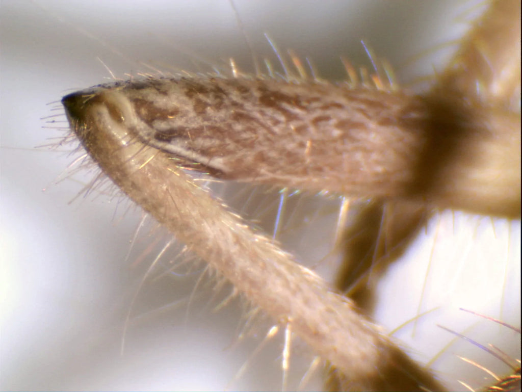 Digital Microscope Imager HD 5MP
